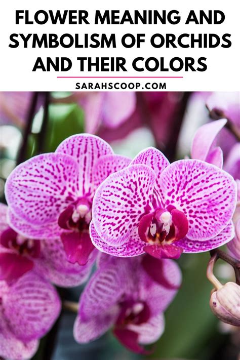 orchid meanjng|pictures and names of orchids.